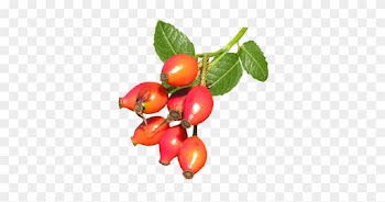 Wild Rose Hips - Wild Rose Hips Png