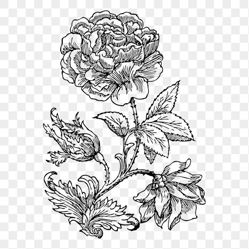 Wild rose png sticker, transparent | Free PNG - rawpixel
