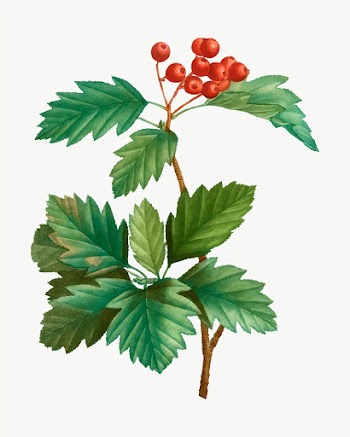 Wild service tree plant | Free stock vector - 568591