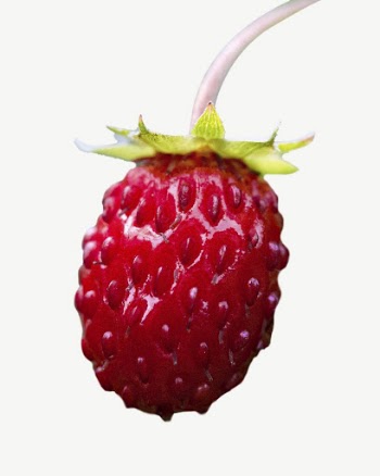 Wild strawberry collage element psd | Free PSD - rawpixel
