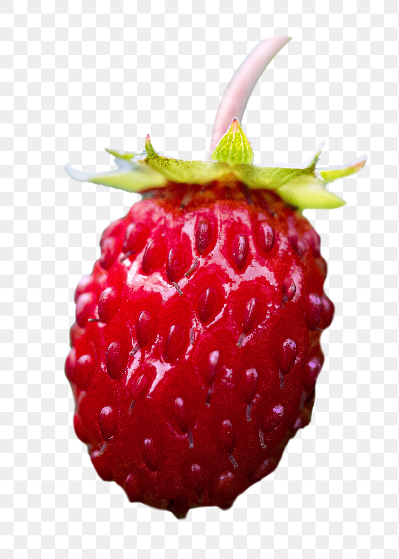 Wild strawberry png fruit sticker, | Free PNG - rawpixel
