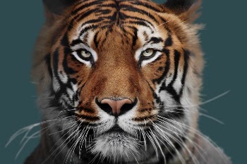 Wild tiger on green background | Free Photo - rawpixel