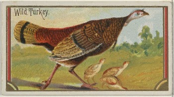 Wild Turkey, from the Game | Free Photo - rawpixel