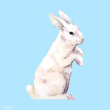 Wild white rabbit painted by watercolor vecto.. | Free stock vector - 489319