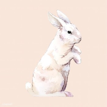 Wild white rabbit painted by watercolor vecto.. | Free stock vector - 489336