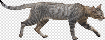 Wildcat Png (93+ images in Collection) Page 1