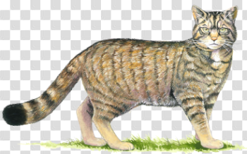 Wildcat Png (93+ images in Collection) Page 3