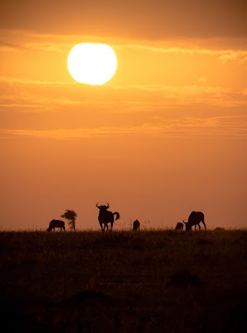 Wildebeest are silhouetted as the sun | Free Photo - rawpixel