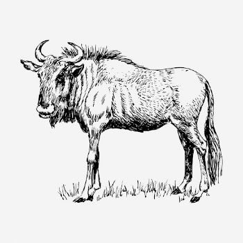 Wildebeest gnu drawing, vintage animal | Free Photo - rawpixel