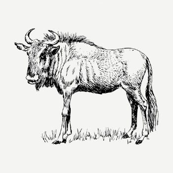 Wildebeest gnu drawing, vintage animal | Free PSD - rawpixel