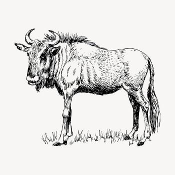 Wildebeest gnu drawing, vintage animal | Free Vector - rawpixel