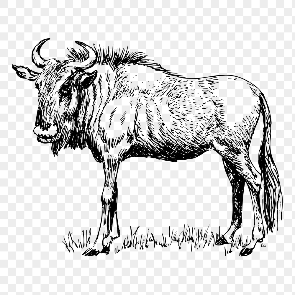 Wildebeest gnu png sticker, vintage | Free PNG - rawpixel