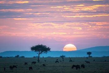 Wildebeest graze on the grassland | Free Photo - rawpixel