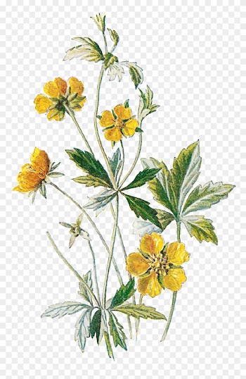 Wildflower Clipart Botanical Illustration - Antique Print Of Tormentil Cinquefoil Wild Flower C1883