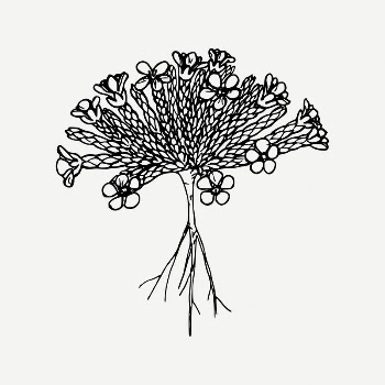 Wildflower collage element, floral illustration | Free PSD Illustration - rawpixel