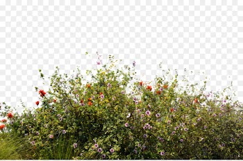 Wildflower Desktop Wallpaper - Bush 