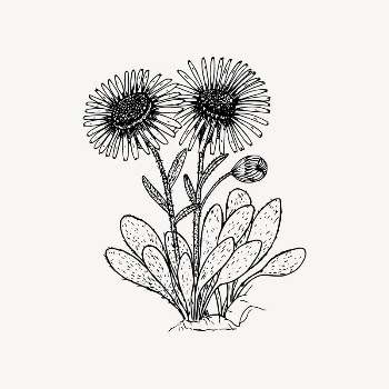 Wildflower drawing, floral illustration vector. | Free Vector Illustration - rawpixel