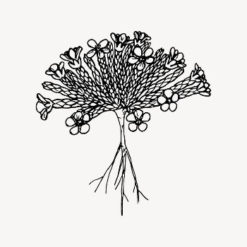 Wildflower drawing, floral illustration vector. | Free Vector Illustration - rawpixel
