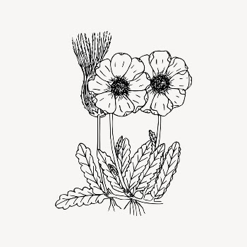 Wildflower drawing, floral illustration vector. | Free Vector Illustration - rawpixel