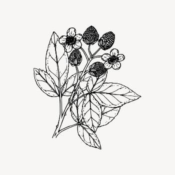 Wildflower drawing, floral illustration vector. | Free Vector Illustration - rawpixel