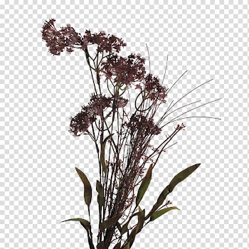 Wildflower Lawn Meadow Flora, autumn meadow transparent background PNG clipart