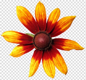 Wildflower Petal , 8 transparent background PNG clipart