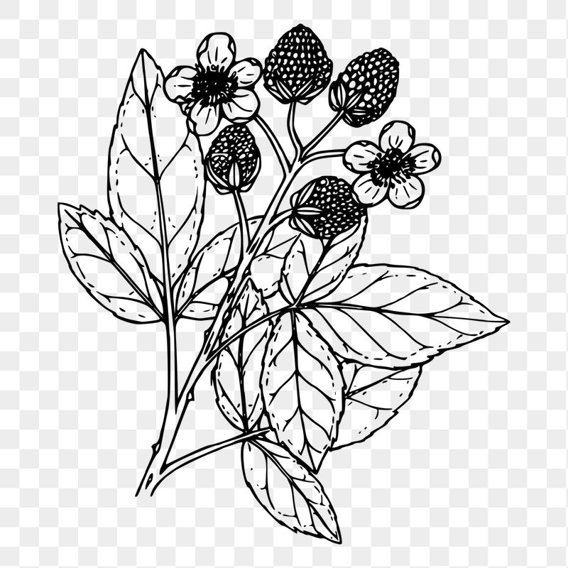 Wildflower png sticker floral illustration, | Free PNG - rawpixel