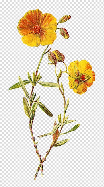 Wildflower Yellow , lavender transparent background PNG clipart