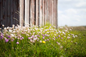 Wildflowers