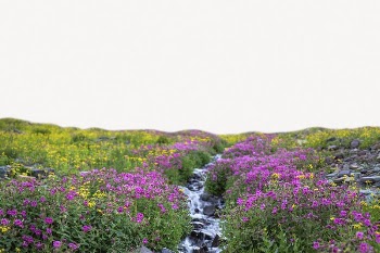 Wildflowers  border collage element, | Free PSD - rawpixel