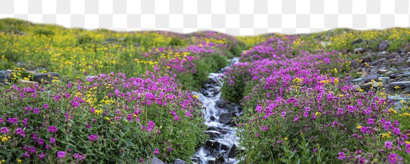 Wildflowers png border sticker, nature | Free PNG - rawpixel