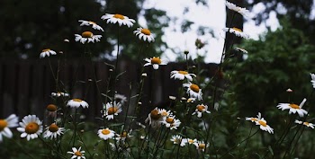 Wildflowers Reach For Sun