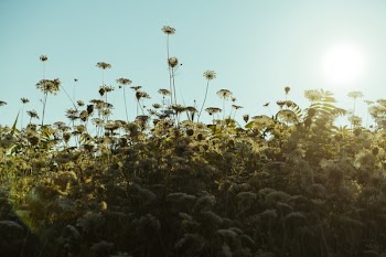 Wildflowers Reaching For Sun