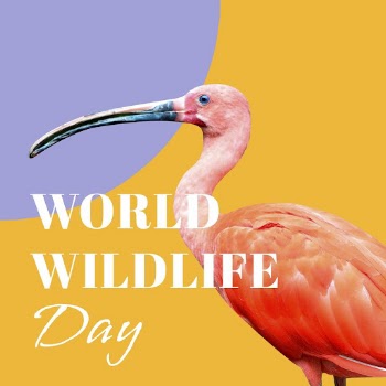Wildlife conservation Facebook post template | Free PSD Template - rawpixel