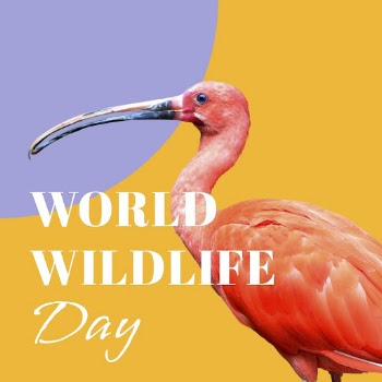 Wildlife conservation Instagram post template | Free Vector Template - rawpixel