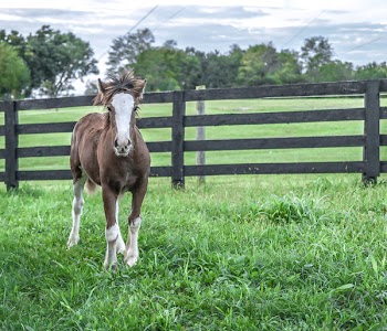 Wildlife Photo of Brown and White Horse Walking on Grass