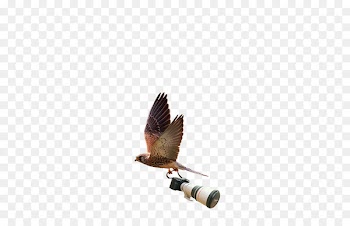 Wildlife photography Logo Photographer Graphic design - photographer 