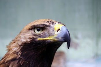 wildlife photography of bird