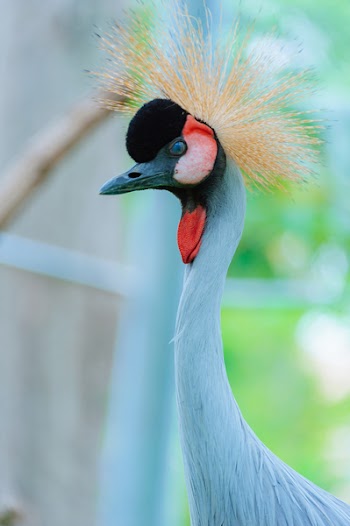 Wildlife Photography of Blue Goose