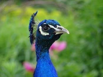 Wildlife Photography of Blue Peacock