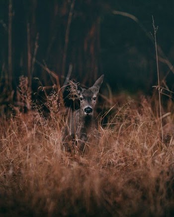 wildlife photography of gray deer surrounded by grass