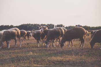Wildlife Photography of Herd of Sheep