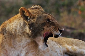wildlife photography of lioness