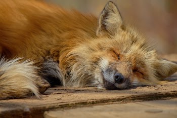 Wildlife Photography of Resting Fox
