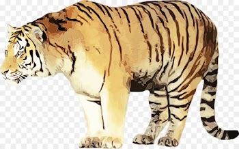 wildlife terrestrial animal bengal tiger tiger animal figure