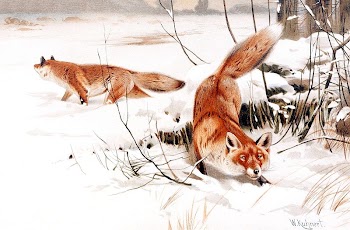 Wilhelm Kuhnert's Common foxes in the snow | Free Photo Illustration - rawpixel