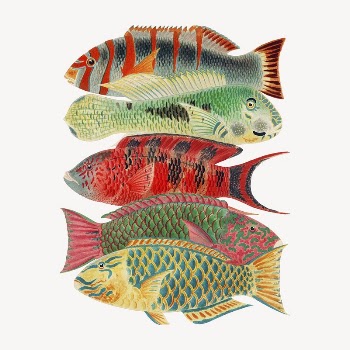 William Saville-Kent's fish collage element, | Free PSD Illustration - rawpixel