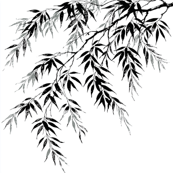 Willow Branch Silhouette on White Background