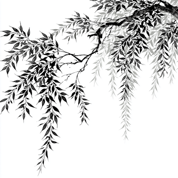 Willow Branch Silhouette on White Background