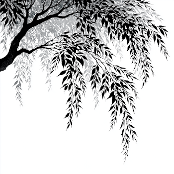 Willow Branch Silhouette on White Background